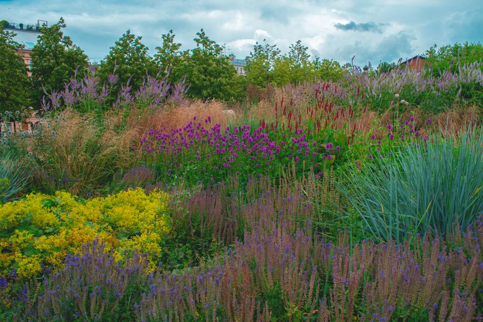 A vibrant urban garden scene featuring diverse plantings of purple, yellow, and green foliage in a landscaped bed. The garden includes a variety of flowering plants and ornamental grasses with texture